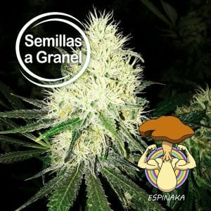 AMNESIA VANILA A GRANEL