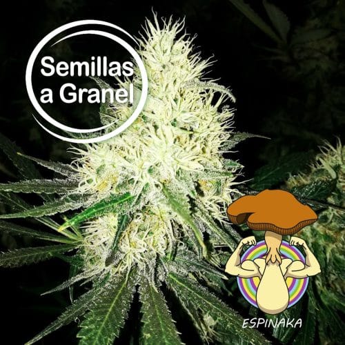 AMNESIA VANILA A GRANEL