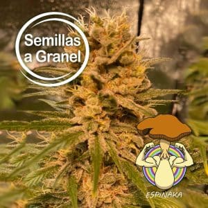 SOMANGO 2003 A GRANEL