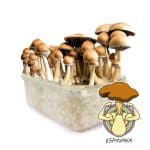 kit de setas alcalabenzi espinakagrow