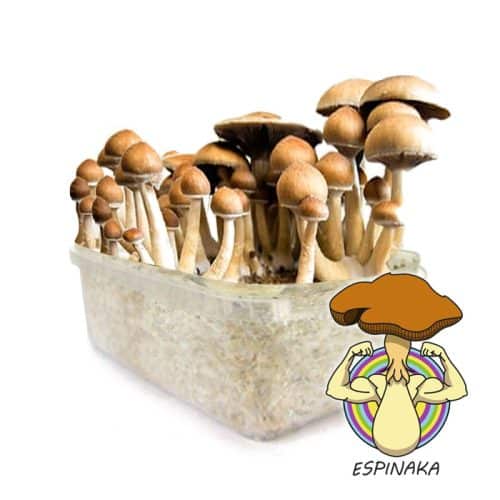kit de setas alcalabenzi espinakagrow