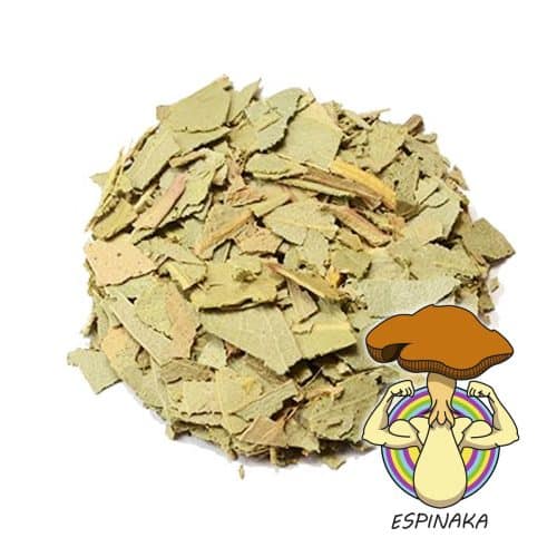 EUCALIPTO BLANCO (EUCALYPTUS GLOBULUS)