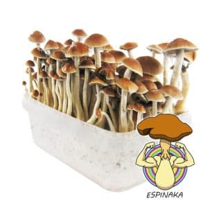 PANES DE SETAS ALUCINÓGENAS