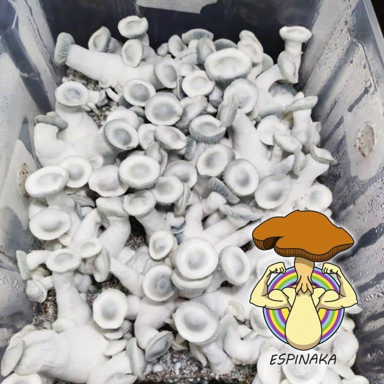 monotube de la variedad albino penny envy