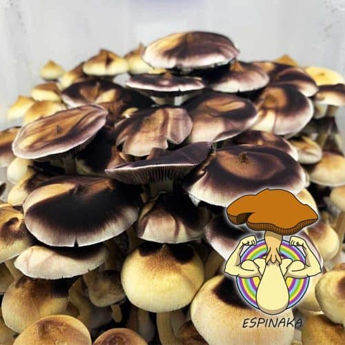 MONOTUB DE SETAS GOLDEN TEACHER
