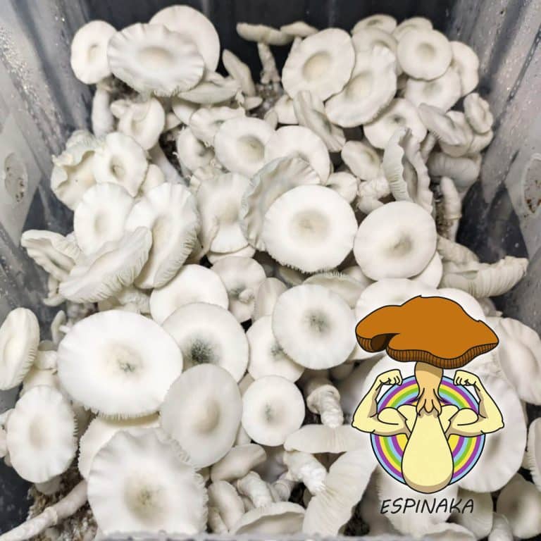 monotube pan de setas variedad psilocybe jack frost