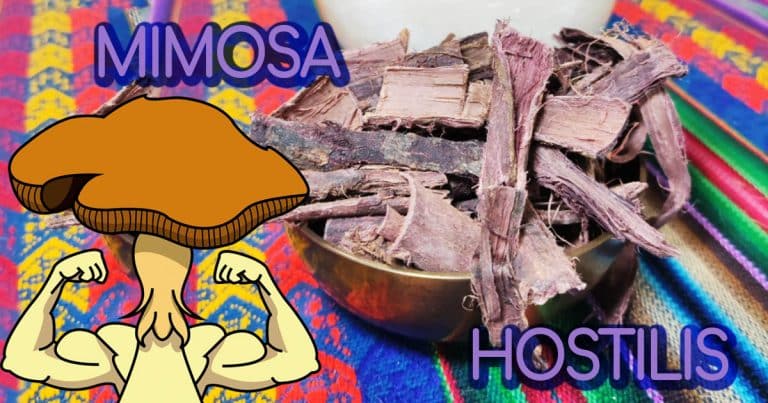 Corteza de Mimosa Hostilis: Los Secretos de una Planta Ancestral