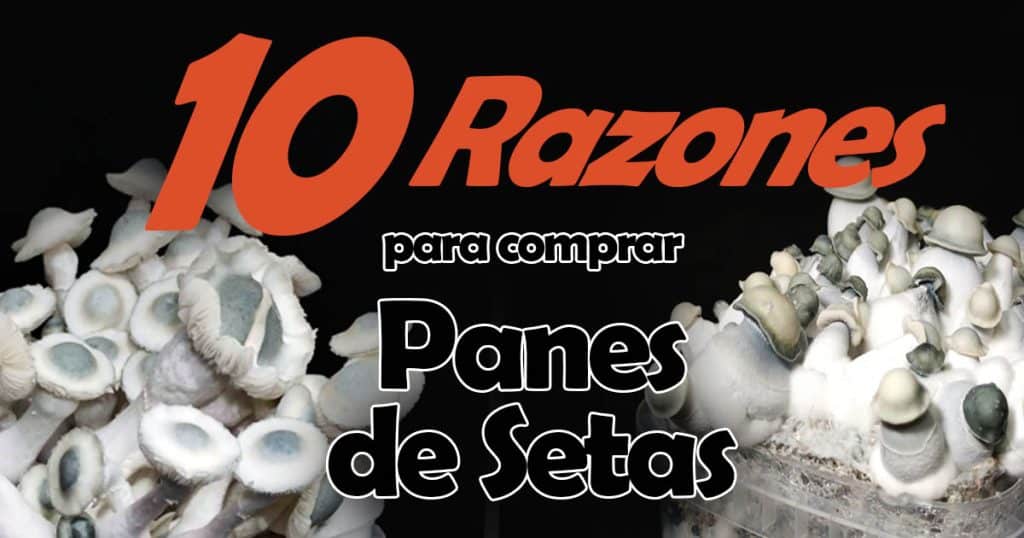 10 Razones por las que Comprar un Pan de Setas