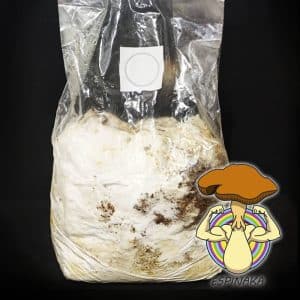 bolsa de reishi para cultivar setas
