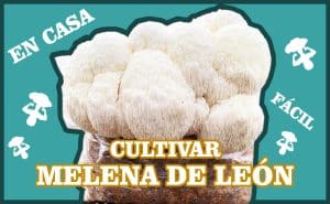 guia cultivar melena de león en casa de forma fácil