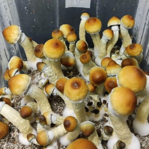 Monotube kit de setas psilocybe cubensis trinity