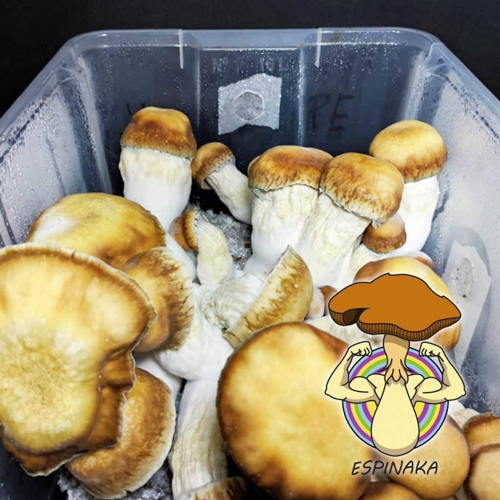 monotube de setas psilocybe variedad Cookie Monster