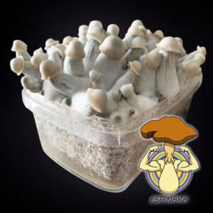 albino mpv variedad psilocybe cubensis kit de cultivo pan de setas