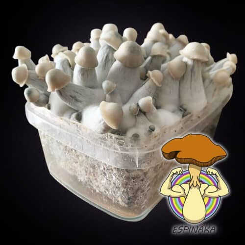 albino mpv variedad psilocybe cubensis kit de cultivo pan de setas