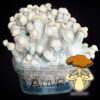 variedad setas albino mvp panes de setas XL