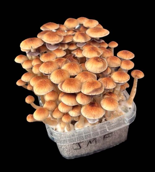 PAN DE SETAS JEDI MIND FUCK - Imagen 3