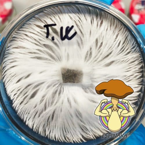 MONOTUB DE SETAS TIDAL WAVE