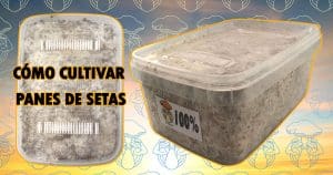 instrucciones para cultivar panes de setas alucinógenas