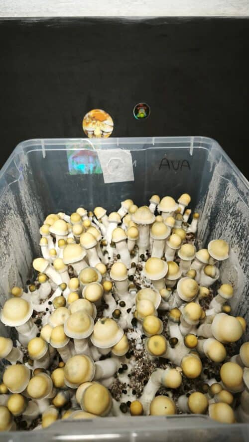 MONOTUB DE SETAS AVALANCHE PE × YETI - Imagen 5