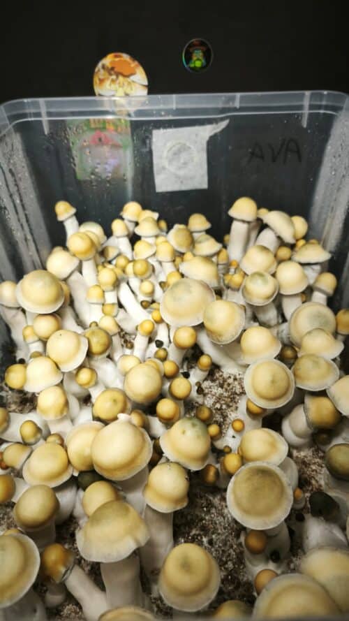 MONOTUB DE SETAS AVALANCHE PE × YETI