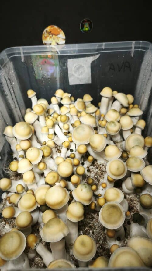 MONOTUB DE SETAS AVALANCHE PE × YETI - Imagen 2