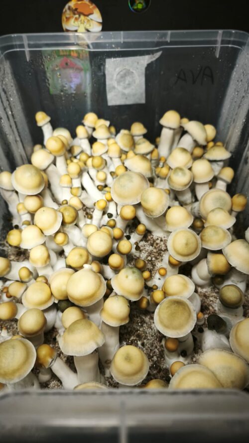 MONOTUB DE SETAS AVALANCHE PE × YETI - Imagen 3