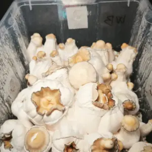 Monotub de setas White Billy