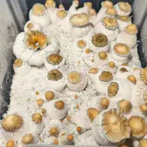 Monotub de setas White Billy