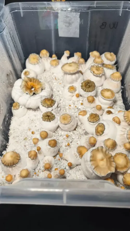 Monotub de setas White Billy