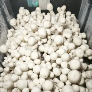 Monotub Tidal Wave x APE – Edición Espinakagrow