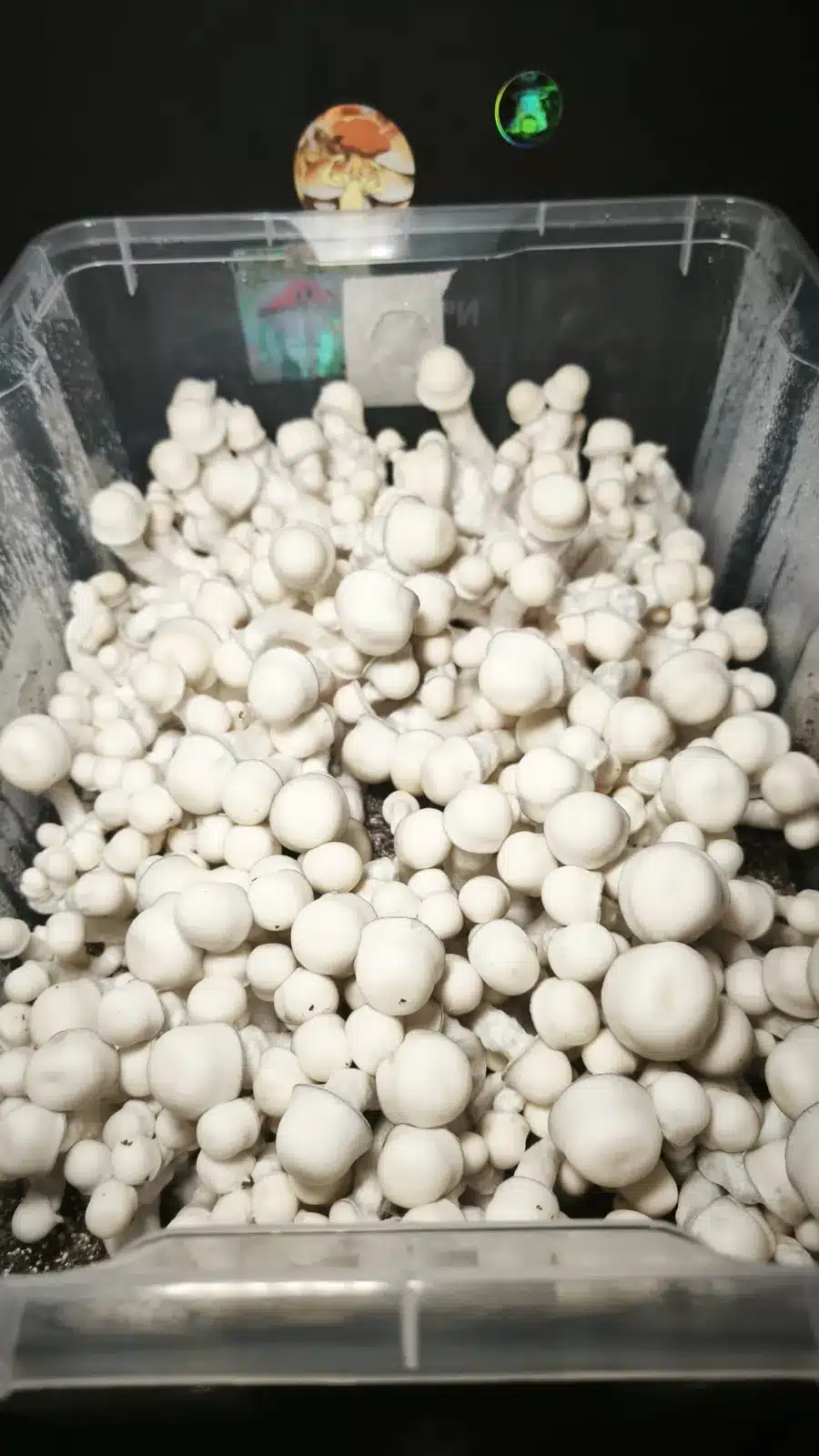 Monotub Tidal Wave x APE – Edición Espinakagrow