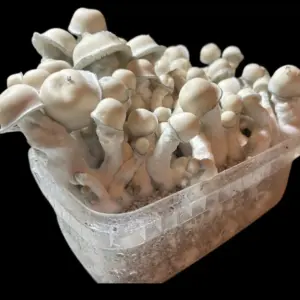 Pan de Setas Tidal Wave x APE – Edición Espinakagrow