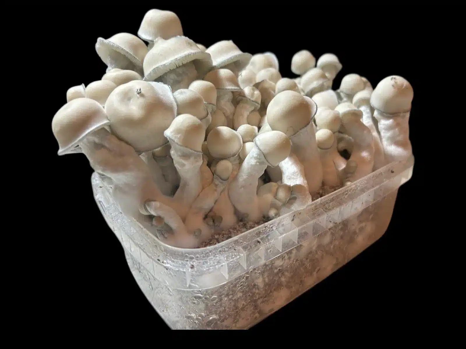 Pan de Setas Tidal Wave x APE – Edición Espinakagrow