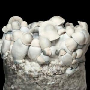 Growbag de setas con fructificación abundante