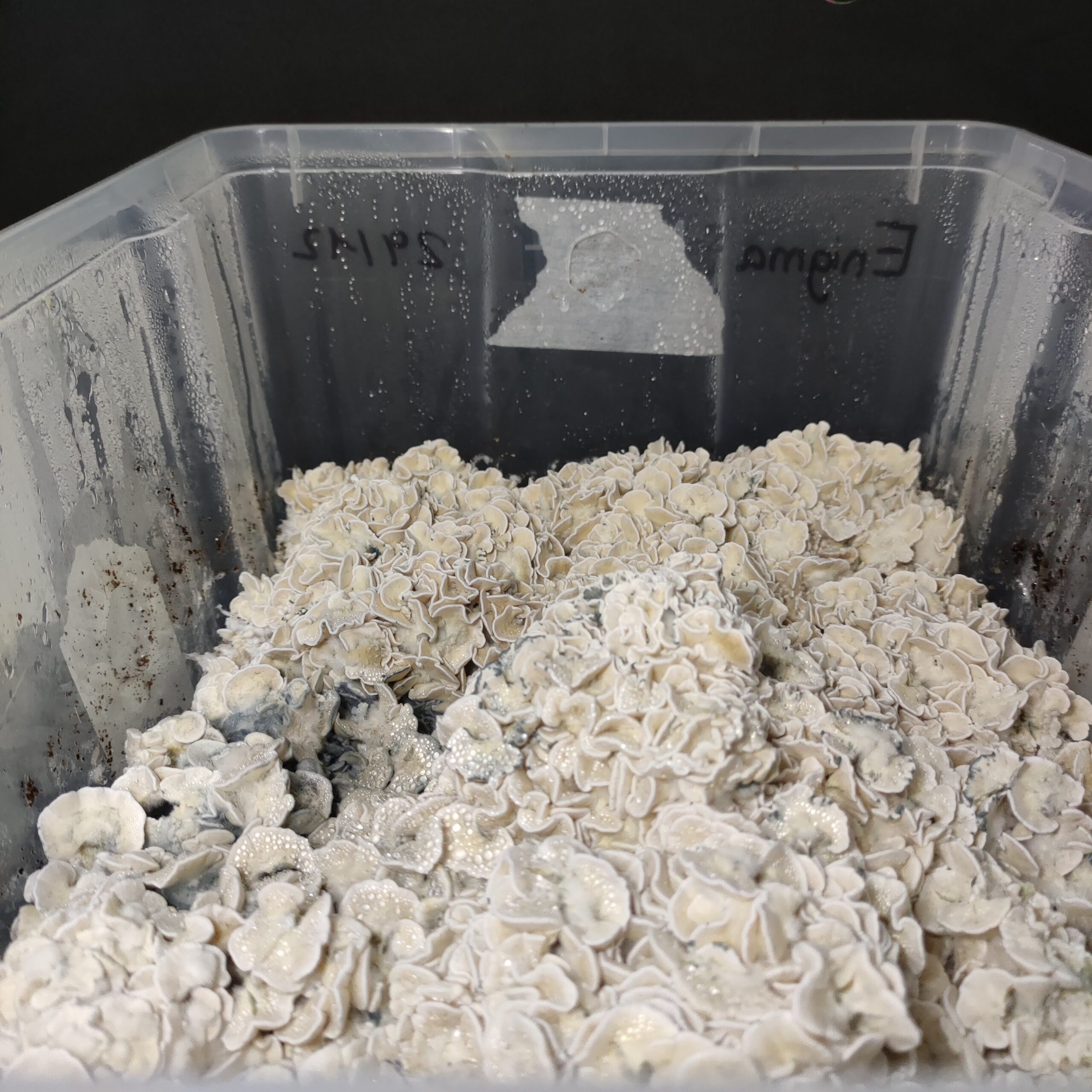 Monotub Enigma